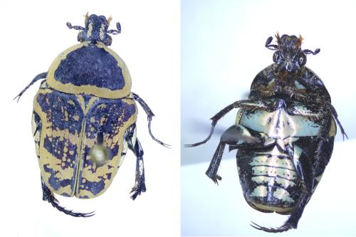 Euryomia argentea